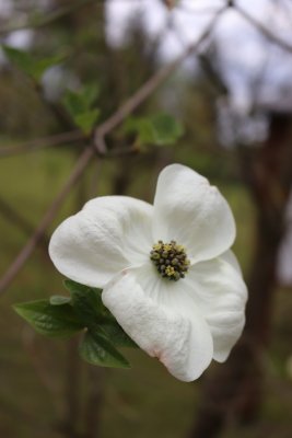 Cornus nuttalii - dřín Nuttallův - květ